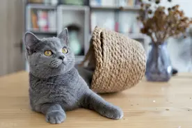 给猫猫做绝育手术你确定真的是为它好吗？图片