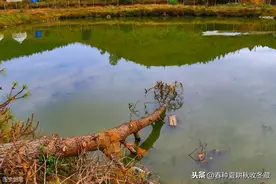 小鱼塘养鱼不见鱼，养鱼没收获，原因可能是这几个图片