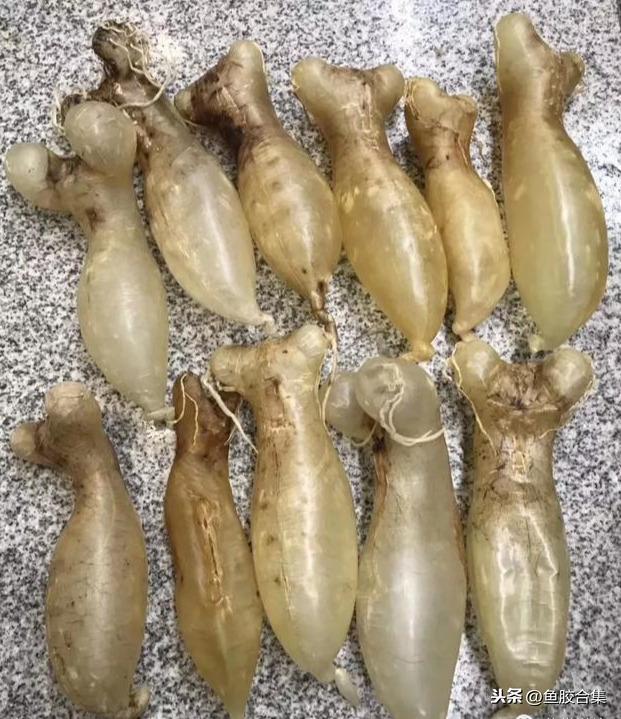 蜘蛛肚花胶 2026年蜘蛛花胶价格,做法,功效及图片大全