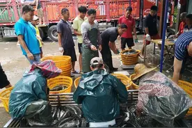 黑鱼的价格一跌再跌，成本都赚不回，市场行情是怎么了？图片