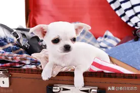 最可爱的小犬吉娃娃，单纯无辜的眼神，瞬间把人融化图片