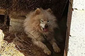 女子临时将爱犬交给奶奶照顾，当她再次看到狗时，要哭了图片