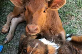 女子将小牛带回了家，没想到和狗成了伙伴：这都有“夫妻相”了呀图片