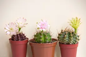 具有防辐射的仙人球，栽培土壤可以这样搭配有营养，爆长开花多图片