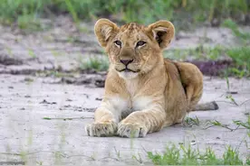 自然界中只有1/5的小狮子能够活下来，胜者为王，适者生存图片