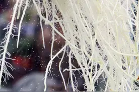 植物激活剂，一滴原液唤醒整棵植物，加水放出活菌，农民说太厉害图片