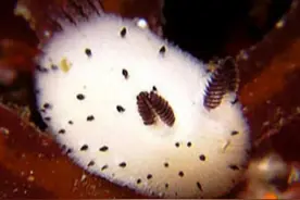 奇怪生物科普：“海兔”海兔是什么？是生活在海里的兔子吗？图片