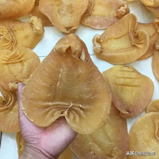 蜘蛛肚花胶 2026年蜘蛛花胶价格,做法,功效及图片大全