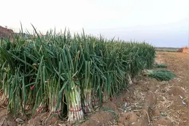 多地价格“暴涨”，大葱价格后市如何？经销商：还会继续上涨图片