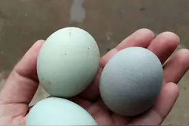你见过绿壳的土鸡蛋吗？被誉为“鸡蛋中的人参”图片