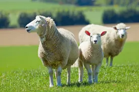 2020年11月3日活羊价格公布，仅供参考，不能作为卖羊依据图片