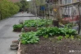 江苏徐州：睢宁一大婶这样种菜？图片