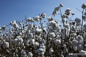 打好棉花脱叶剂，最关键的这几点你要记牢，不走弯路图片