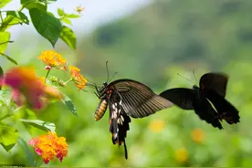 蝴蝶效应，看懂它，就不会发脾气了图片