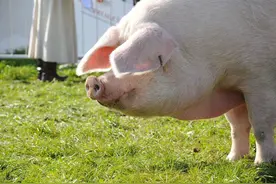 丹麦种猪，打飞的进入四川，一头母猪单次竟可产仔30只图片