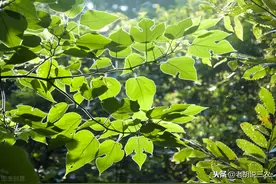 老农说：“构树喂羊，比啥都强”，怪不得令人厌恶的构树又火了图片