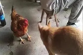 狗子刚和母鸡打完架，过了一会发现它不见了：我当时可害怕了图片