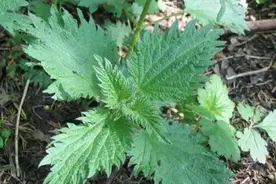 荨麻草俗称藿麻，生于混交林、草地、沟边等地，生有短毛和蜇图片