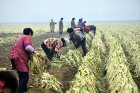 大葱涨价也不算赚钱的机会，不懂行情别囤葱，告诉你咋回事图片