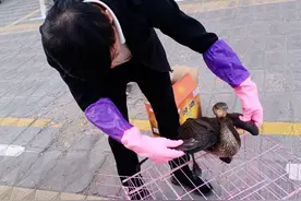 包头一居民在草场上发现一只大鸟，背部有明显外伤图片