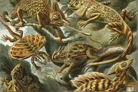 自然界的艺术形态-秩序与对称的美感图片