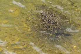 生命是自然产生的吗，为何人工挖的水池，不久就会有鱼？图片