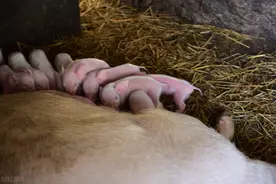 猪场臭气熏天，引起百姓投诉？做好这3大措施教你减少猪场臭味图片