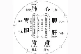 五脏和六腑是什么关系？图片