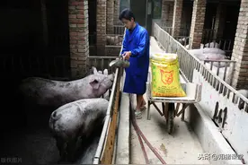 麸皮在猪场是个宝，养猪人遇到这3种情况，一定要用它图片