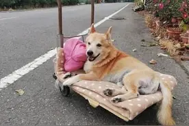 13岁瘫痪狗狗看主人回家，努力上去迎接，一小段路摔倒好几次图片