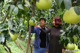 24年货车老司机转行种水果，包下100亩果园一年净赚超50万图片