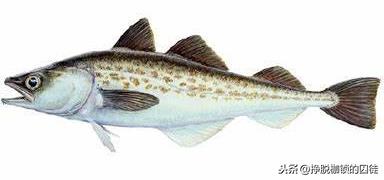 无头鳕鱼的营养价值 2026年无头鳕鱼的营养价值表