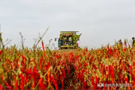 产值最高的蔬菜竟全靠人工采收！机收率不到1%，辣椒机械化收获难在哪儿？图片
