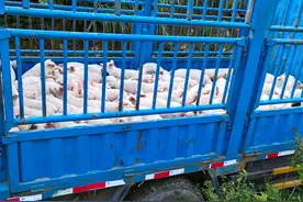 小猪仔每头出手价1800元，还供不应求图片