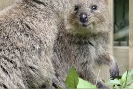 世界上最快乐的微笑图片