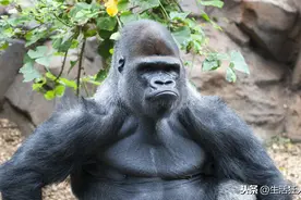 银背大猩猩肌肉发达，成年以后没天敌？天敌不缺，遇到了就只能逃图片