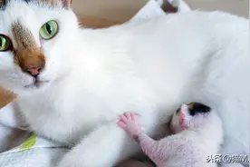 猫咪必需从肉类获取的两种氨基酸，一旦缺乏，将影响猫多功能图片