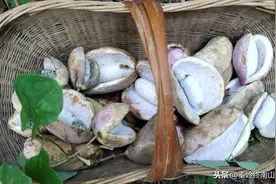 秦岭终南山里的野果子成熟了，这几个峪口都有，周末一起去采摘吧图片