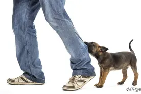 在德国被狗咬了？恭喜你！从此你走上了人生巅峰图片