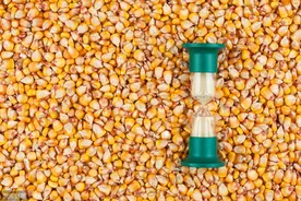 玉米播前浸种注意这些事图片