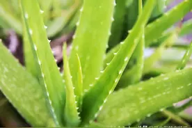 每日一中药——芦荟图片