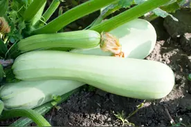 温室西葫芦无公害栽培技术，育苗管理与田间管理要做好，不妨看看图片