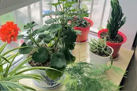 朋友养花有个“坏”毛病，家人不喜欢，花草却很“享受”图片