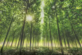 杨树优良种植管理中，针对杨树溃疡病的发生与防治措施，值得一看图片