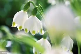 小说：校草被人送情书，我谎称是他女友，没几天他真的向我表白了图片