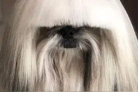 网友给家里狗做的造型，我看了眼，一个字：服图片
