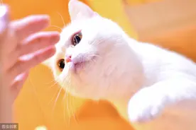 火烧、电击、剥皮，大学生俩月虐猫80只，犯事学生：又不犯法图片