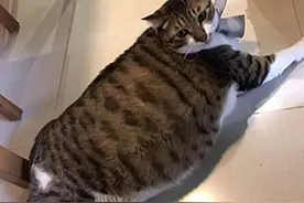 女子出差将猫交给父母养，再回来时不想说话了：这是喂的猪饲料吗图片