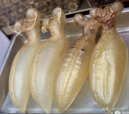 蜘蛛肚花胶 2026年蜘蛛花胶价格,做法,功效及图片大全