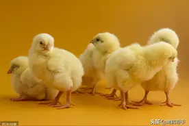 雏鸡的生理特点，育雏前的准备，教你一招图片